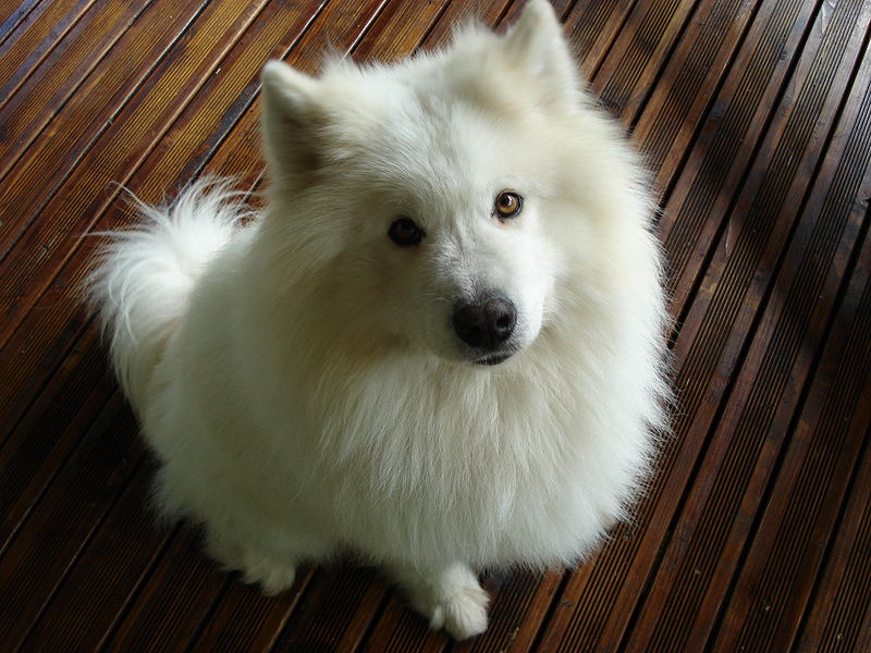 rencontre chien chat adulte